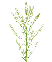 Green bell (300g)