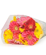 Đồng tiền lớn Mix màu (20 cành)