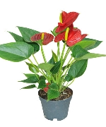 DB Hồng môn