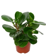 Trường sinh xanh