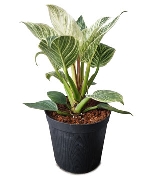 Trầu bà đế vương kim cương