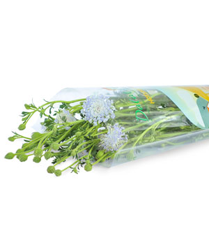 Thúy châu tím (300gr - 7,8 cành)