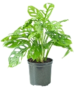 Trầu bà lá lỗ