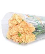 Cẩm chướng đơn cam nhạt (20)