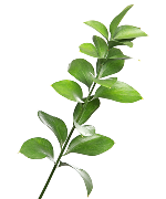 Lá chanh (10 cành)