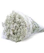 Baby trắng TQ (1kg)