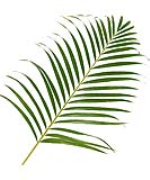 Lá cau trung (40 cành)