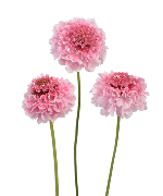 Scabiosa hồng nhạt (8-10 cành)