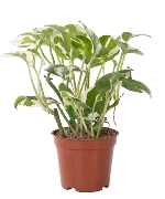Trầu bà sữa